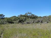 Floresta de altitude no Vale do Queiroz onde brota a nascente do Rio Brumado. Foto: Rogério V. Ferreira,2015.