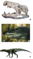 Figura 5 - (a) Crânio holótipo de Baurusuchus salgadoensis (MPMA-62-0001-02), e respectivamente, (b) e (c) reconstruções artísticas do crânio e corpo de B. salgadoensis por Deverson da Silva