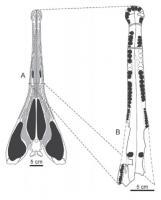 Reconstituição do crânio de Prionosuchus plummeri. Fonte: Price, 1948.