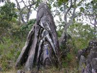 Dobra da Casinha - Dobra isoclinal em quartzito. Fonte: Proposta Geoparque dos Pireneus (CPRM, 2010)