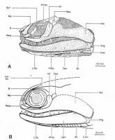 Imagem lateral de crânio fóssil da espécie Brazilichthys macrognathus, representando espécie nova.  Fonte: Cox &amp; Hutchinson, 1991.